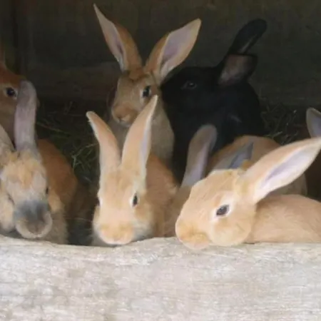 Spacieux Et Confortable Au Val D'ajol, A Proximite De Plombieres-les-bains, Animaux De Ferme ! - Fr-1-589-139 Landsted *