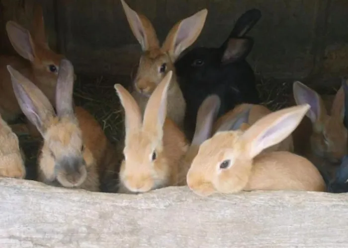 Spacieux Et Confortable Au Val D'ajol, A Proximite De Plombieres-les-bains, Animaux De Ferme ! - Fr-1-589-139 Prázdninový dům *