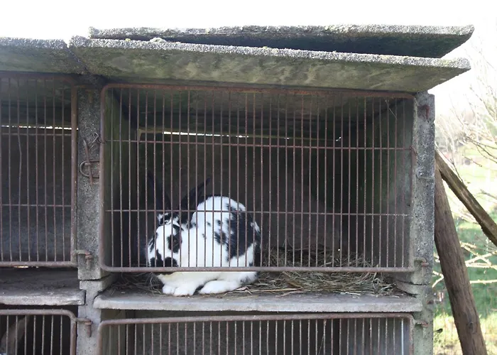 Spacieux Et Confortable Au Val D'ajol, A Proximite De Plombieres-les-bains, Animaux De Ferme ! - Fr-1-589-139